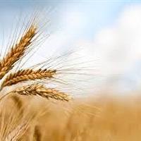 خرید ۵۵ هزار تن گندم درسرپلذهاب