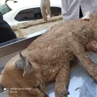 شکار یک گونه کمیاب حیات وحش در کهگیلویه و بویراحمد