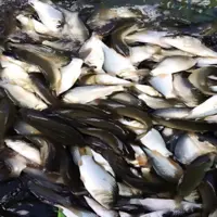 تلف شدن ۲ میلیون بچه ماهی در میانکاله به دلیل نامعلوم