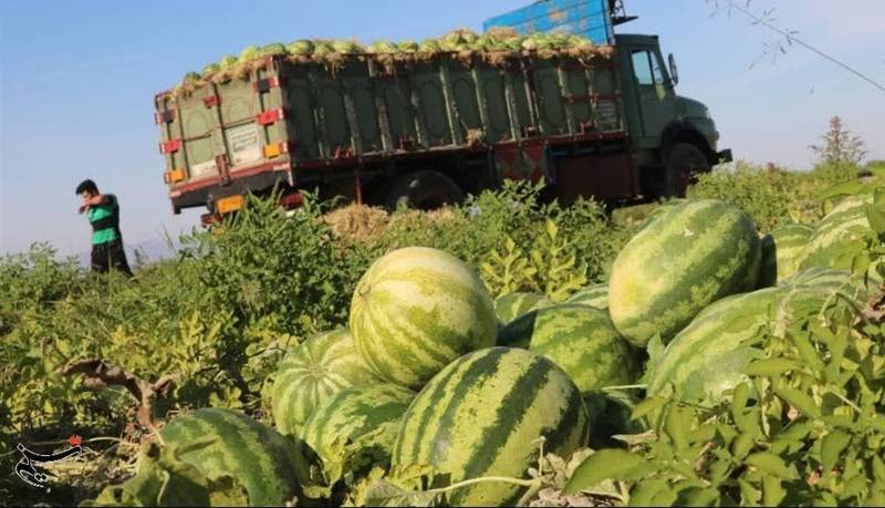 برداشت بیش از ۳۰ هزار تن هندوانه از مزارع حاجیآباد آغاز شد