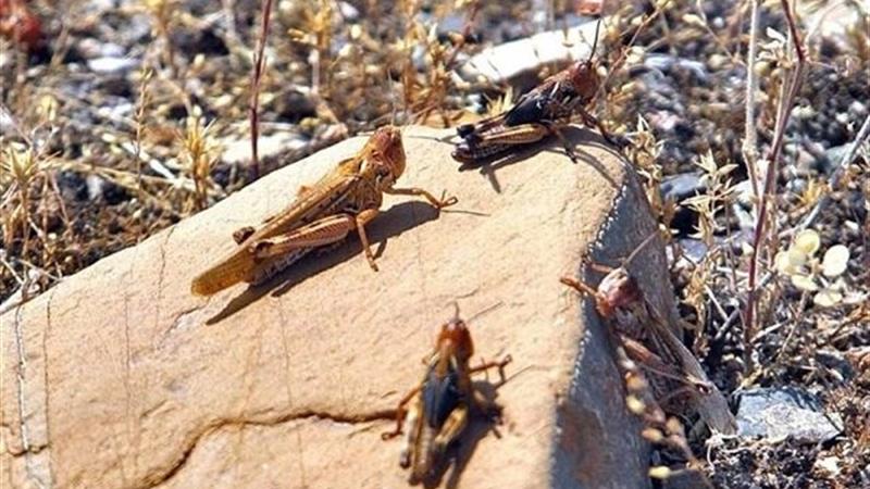 ۵۰۰ هکتار از بیابانهای آران و بیدگل علیه ملخ سمپاشی شد