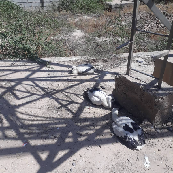 بیرون کردن جوجه لکلکها از خانه و کاشانه در رامهرمز