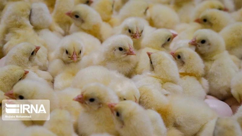 ۶ میلیون و ۸۹۷ هزار قطعه جوجهریزی در مرغداریهای صنعتی زنجان