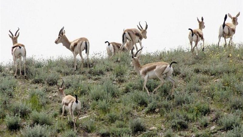 مقابله جدی با تهدیدات پیش روی آهوی شنی در استان بوشهر