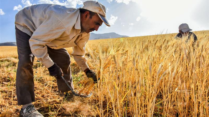 ۱۰ مرکز خرید تضمینی گندم در شاهرود فعال است