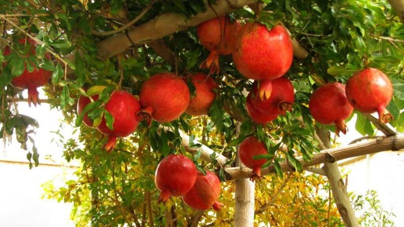 مبارزه بیولوژیک علیه کرم «گلوگاه» در ۵ هکتار از باغات انار چگنی