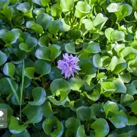 تالاب آغوزبن بابل در تسخیر شیطان‌  