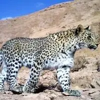 مشاهدهٔ پلنگ ایرانی در دره‌شهر ایلام
