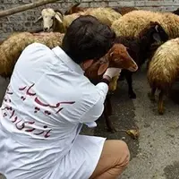 نظارت ۳۵ گروه دامپزشکی همدان بر ذبح دام عید قربان