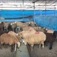 هشدارهای جدی درباره ذبح دام در عید قربان