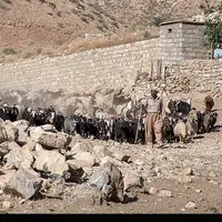 دستگیری ۲۱۳ سارق احشام؛ کشف ۲۶۶ گاو و گوسفند