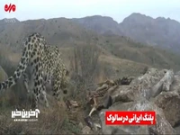 واضح ترین تصاویر از پلنگ در حال تغذیه از لاشه گراز