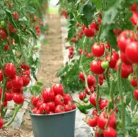 گلخانه‌هایی که با بذر هیبریدی خودکفایی می‌کارند