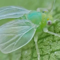 عکاسی بی نظیر از شپشک جهنده