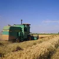 بیش از پنج هزار تن گندم از کشاورزان خراسان جنوبی خریداری شد
