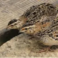 کشف‌وضبط ۲۸ قطعه بلدرچین وحشی در کیار