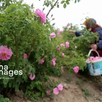 چهار هزار تن گل محمدی از باغات آذربایجان‌شرقی برداشت شد