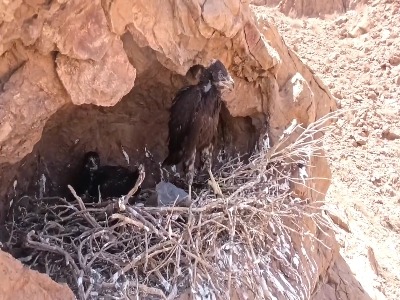 جوجه‌آوری سارگپه پابلند در پارک ملی سیاه کوه