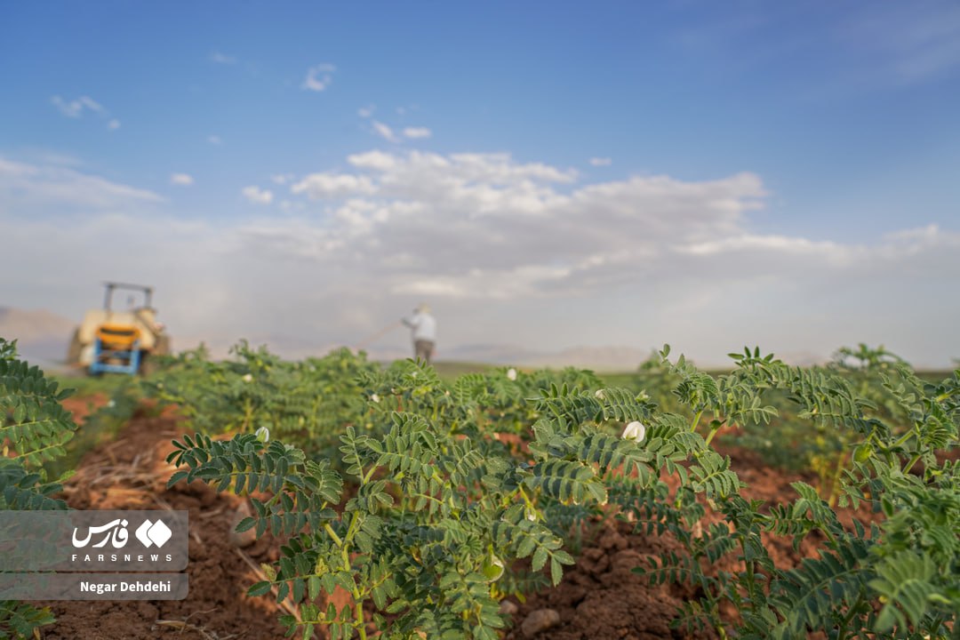 عکس/ مزارع نخود در دلفان لرستان