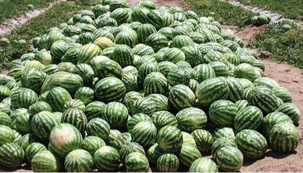 چرا عراق دیگر هندوانه ایرانی نمی‌خواهد؟