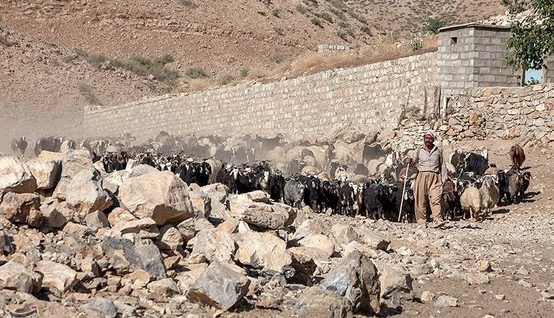دستگیری ۲۱۳ سارق احشام؛ کشف ۲۶۶ گاو و گوسفند