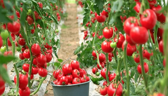 گلخانههایی که با بذر هیبریدی خودکفایی میکارند