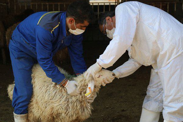 فهرست ۱۵ جایگاه عرضه دام عید قربان در تهران اعلام شد