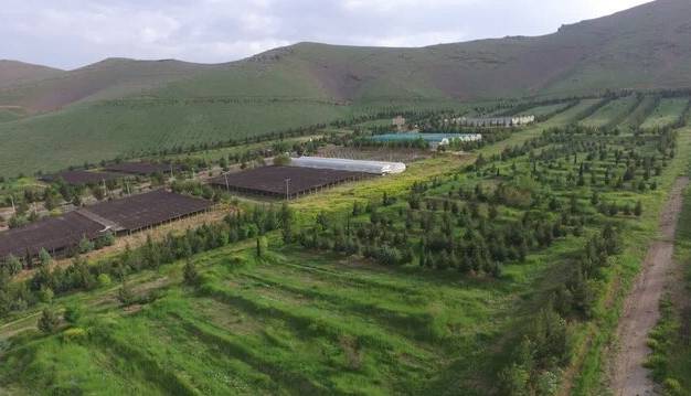 صدور ۱۱ هزار فقره پروانه چرای دام در لرستان