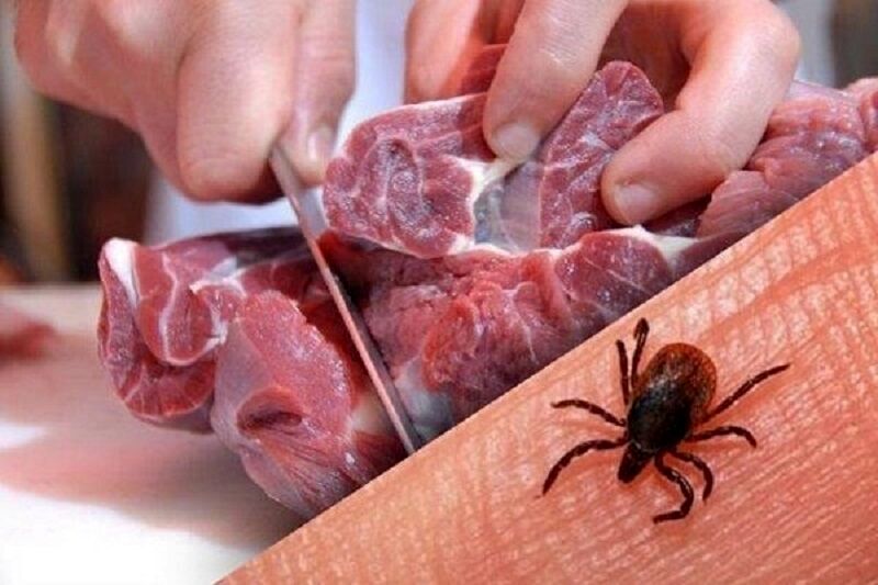 هشداری برای ابتلا به «تب کریمه کنگو»