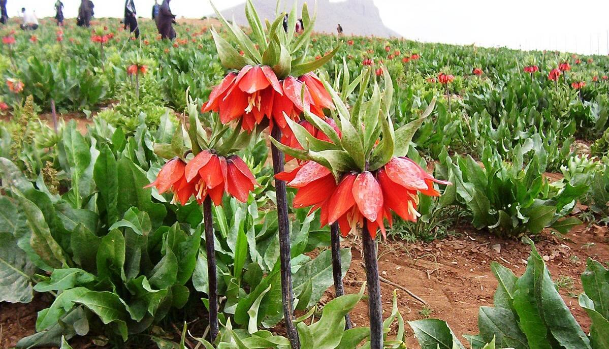 لاله‌های واژگون در سهند پرپر شدند