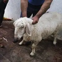 برای کاهش بیماری تب کنگو از ذبح دام در منازل پرهیز شود
