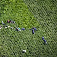 افزون بر ۵۵ هزار تُن برگ سبز چای در مازندران و گیلان برداشت شد