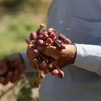 تأمین ۲ دستگاه ضدتگرگ برای پسته‌کاران دامغان