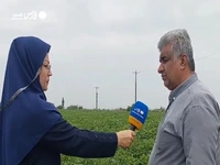 وعده‌های بی‌سرانجام و هزینه‌های کمرشکن برای سیب‌زمینی کاران