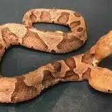 ماری نادر با دو سر در یک بدن!