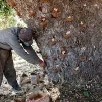 برداشت سقز در کرمانشاه ممنوع شد