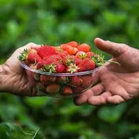 ۵ درصد تولید توت‌فرنگی در کردستان از ارقام بومی است