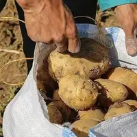 احضار دلالان بازار سیب‌زمینی در گلستان؛ هشدار قضایی به مدیران متخلف