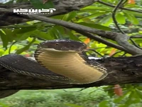 نمایی از شاه کبرا طولانی‌ترین مار سمی جهان