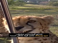ویدئویی جالب از صدای گربه‌سانان مختلف 