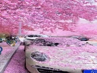 فصل شکوفه‌های گیلاس در ژاپن 