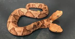 ماری نادر با دو سر در یک بدن!