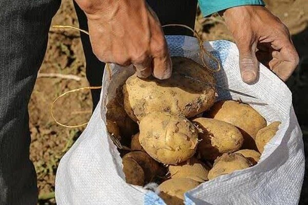 احضار دلالان بازار سیبزمینی در گلستان؛ هشدار قضایی به مدیران متخلف
