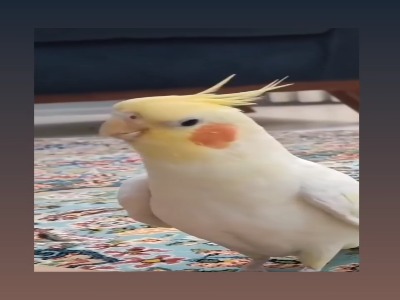 عروس هلندی هنرمند