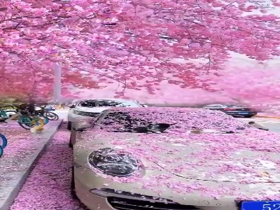 فصل شکوفه‌های گیلاس در ژاپن