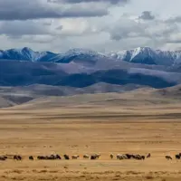 دیگر دیوار بزرگ آسیا؛ کشف بقایای سازه‌ای قرون وسطایی در قلب مغولستان