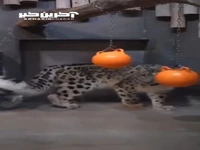 دم شگفت‌انگیز پلنگ برفی!