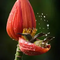 عکس/ داستان‌هایی از دل طبیعت؛ نگاهی به برترین آثار عکاسی حیات‌ وحش ۲۰۲۵