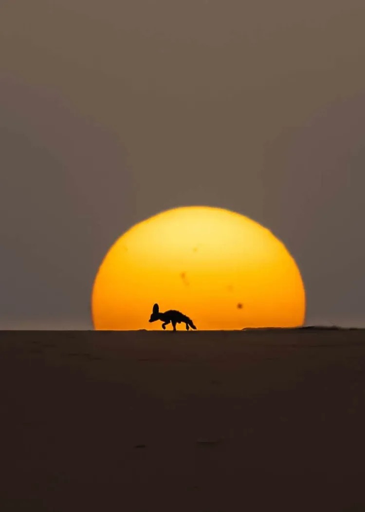 عکس/ داستان‌هایی از دل طبیعت؛ نگاهی به برترین آثار عکاسی حیات‌ وحش ۲۰۲۵