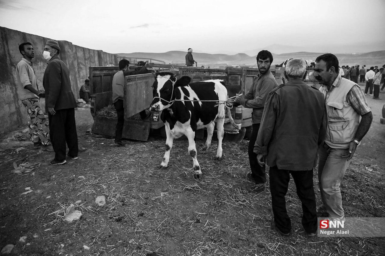 عکس/ بازار دام بجنورد در آستانه عید قربان